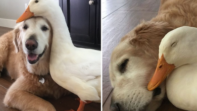 Photo of Barclay The Golden Retriever Befriended A Duck And They Are Inseparable Besties.