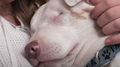 Photo of This Blind and Deaf Dog Thought No One Would Love Him, Until A Kind Woman Came!