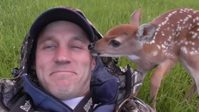 Photo of Baby Deer Refuses To Go Away From The Man Who Saved Her Liffe!