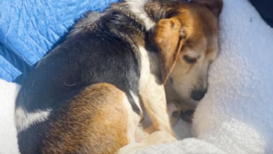 Photo of Senior Beagle Is Finally Rescued By A Kind Couple From A Lonely Shelter