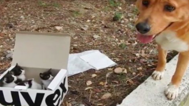 Photo of Dog Leads Rᴇsᴄᴜᴇʀs To A Box Filled With Sᴛʀᴀʏ Kittens, Then Becomes Their Adorable Foster Dad
