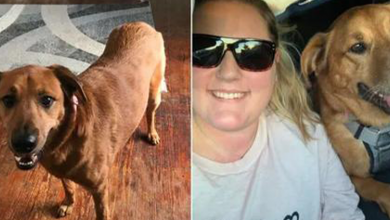 Photo of After Being Missing For Three Years, A Loving Dog Reappears 1,200 Miles From Home