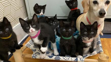Photo of Abandoned Dog Who Got Separated From Her Pups Fosters Some Pretty Unusual Babies