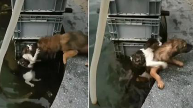 Photo of Dog Risks His Life Jumping In Water To Save A Drowning Cat