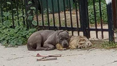 Photo of Abandoned and Desolate: Loyalty Shines as Dogs Snuggle Together, Awaiting Their Family’s Reunion