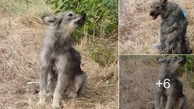 Photo of Abandoned Dog Cry Nonstop For Days, Looking At Each Car & Hoping Owner Would Come Back To Pick Her