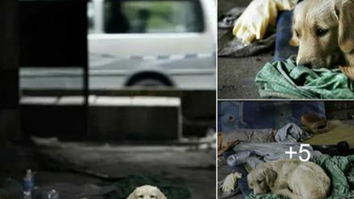 Photo of Old Beggar Passed Away, But This Stray Dog Still Goes Find Food For His Close Friend