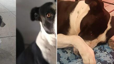 Photo of They rescue a dog that was used for street fights, he cries when they give him a bed