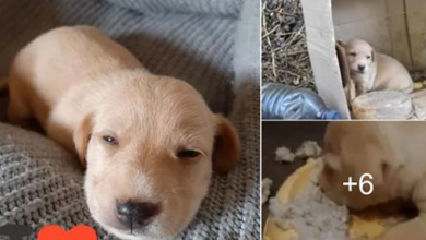 Photo of Little Puppy Was Thrown, She couldn’t Even Cry Yet, Only Searching For Mother’s Milk in Vain