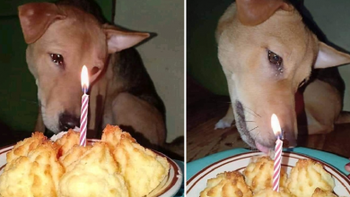 Photo of The once-abandoned dog met with joy: The dog shed tears as the new family held its first birthday party