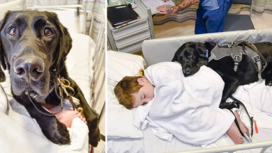 Photo of Loyal Dog Won’t Leave Autistic Lad’s Side Because They’re Best Friends