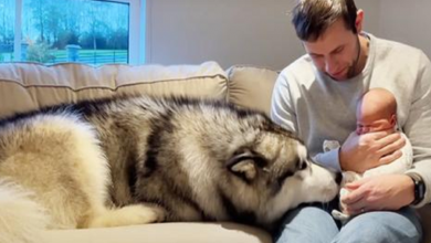 Photo of Giant Husky Melts 4M Hearts Meeting New Baby Brother For First Time