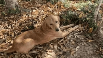 Photo of Golden Retriever Walked over 60 miles for 2 weeks to get back home