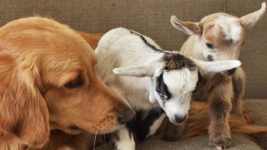 Photo of Meet The Golden Retriever, Who Is Known As The Adoptive Mother Of Rescued Baby Goats.