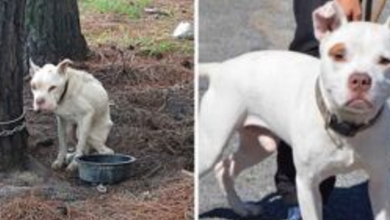 Photo of Four-year-old dog who was chained outside is now very loved.