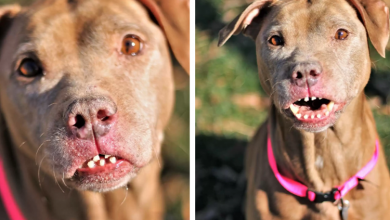 Photo of Abused Dog Has The Most Unusual Smile And He’s Beautiful