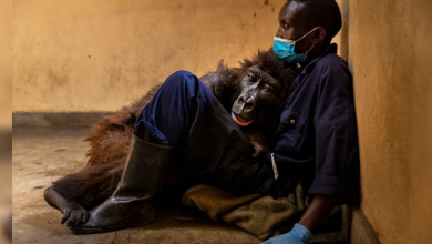 Photo of Gorilla Spends Her Final Moments Hugging The Man Who Saved Her As A Baby