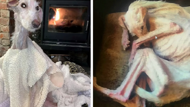 Photo of Tiggy left for dead, ‘worst pet case in 15 years’ – now she’s a beautiful dog again