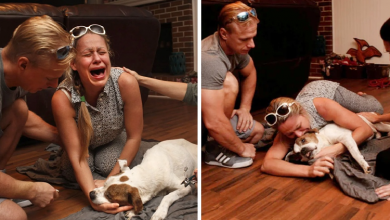 Photo of Vets say that dogs do these during their final moments, and it is heartbreaking…