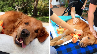 Photo of Dog Too Sick To Sit Is Given A Final Ride Around Town, Makes A Miraculous Recovery