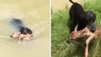 Photo of Puppy saves a deer with his snout from drowning in a river