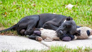 Photo of After somebody shared a photo of a homeIess dog sleeping with a stuffed animal, the image went viraI