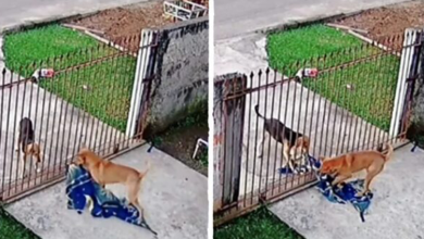 Photo of A Sweet Scene.An Adorable Moment A Dog Gives His Blanket To A Stray Dog