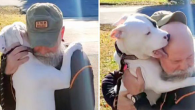 Photo of Overjoyed Fostered Pit Bull Can’t Stop Kissing And Hugging Her New Dad!