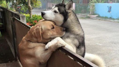 Photo of Lonely Dog Leaves His Backyard All Because He Wants A Hug From His Buddy