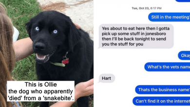 Photo of Dog Trainer Lies To Woman Of Her Dog Dying After Allegedly Selling Him In His Care
