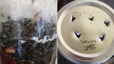 Photo of 9 Ways To Keep Ants, Fleas, And Other Pests Out Of Your Home