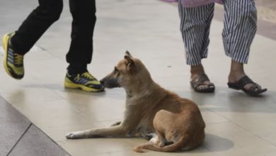 Photo of Rich Lady won’t feed stray dog…She lives to regret it!