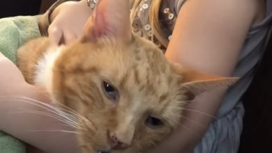 Photo of Little girl emotionally sings ‘You Are My Sunshine’ to dying cat