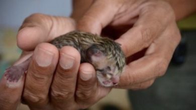 Photo of Family finds abandoned cat on the street – look closer and realize it’s not a regular kitten