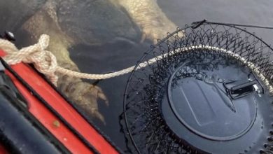 Photo of The creature in the river frightens tourists terribly…
