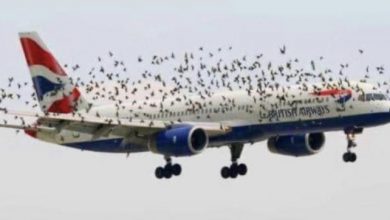 Photo of Emotional Reaction of the Pilot When He Realized Why Birds Were Flying Next to The Plane