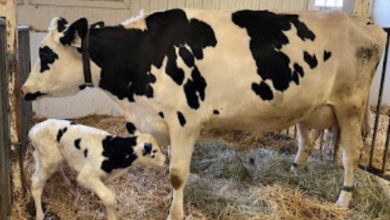 Photo of Farmers Were Shocked When They Saw What The Cow Gave Birth To