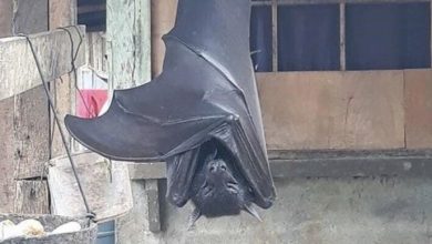Photo of Exploring the “human-sized” flying marvels and attempting to decipher their secrets
