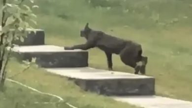 Photo of Black Canada Lynx caught on camera for the first time