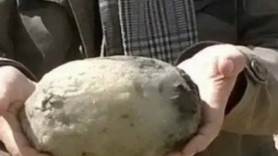 Photo of Were walking on the beach when they found something that others thought was a common stone.