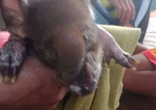 Photo of Mutant pig born with ‘elephant trunk’ stuns villagers who are providing round-the-clock care to keep it alive