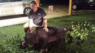 Photo of Man Fires a Shot at an 820-Pound Creature in His Front Yard And Promptly Discovers Its True Identity