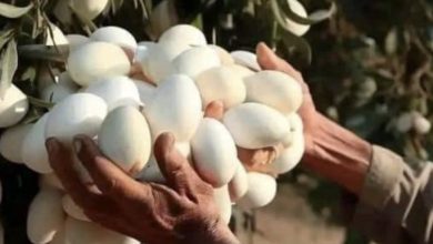 Photo of I spotted this white-looking fruit, I was stunned to realize what it really was