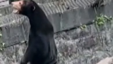 Photo of People think this sun bear is actually a human in a costume — zoo denies conspiracy theories