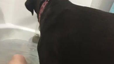 Photo of They Adopted A Pit Bull From An Animal Shelter, But What The Dog Did One Day They Were S.h.o.c.k.e.d