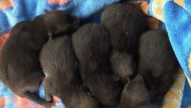 Photo of Man saves puppies but quickly realizes his big mistake