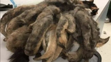 Photo of They realized this poor thing was in peril when they found it on the sidewalk.