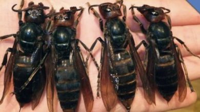 Photo of IMPORTANT ALERT! The most dangerous insect in the world has appeared!