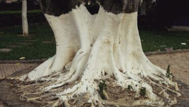 Photo of If You Spot White-Painted Trees, Here’s What It Means