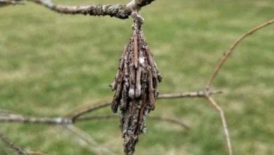 Photo of What’s this thing that’s hanging from my tree?